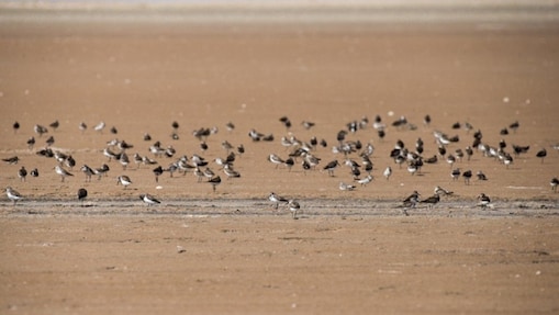 Flying birds on sand