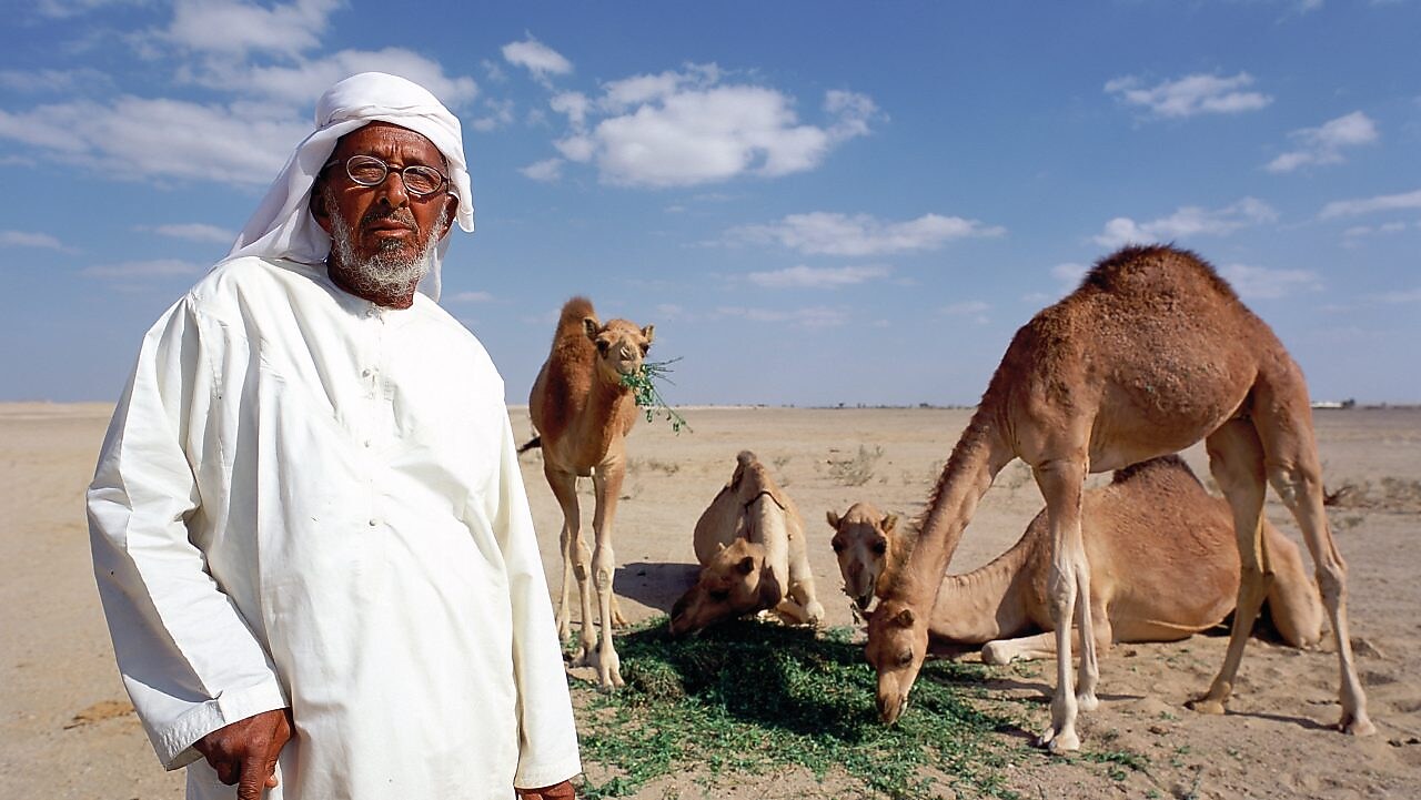 Elderly Omani man with camels